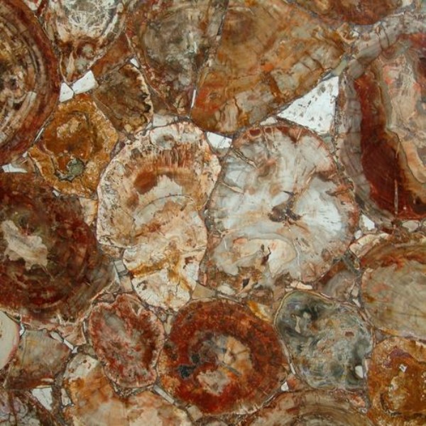 Versteinertes Holz